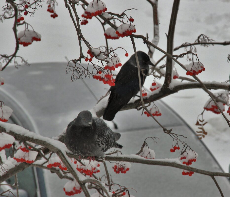 После снегопада. - Венера Чуйкова После снегопада. - Венера Чуйкова