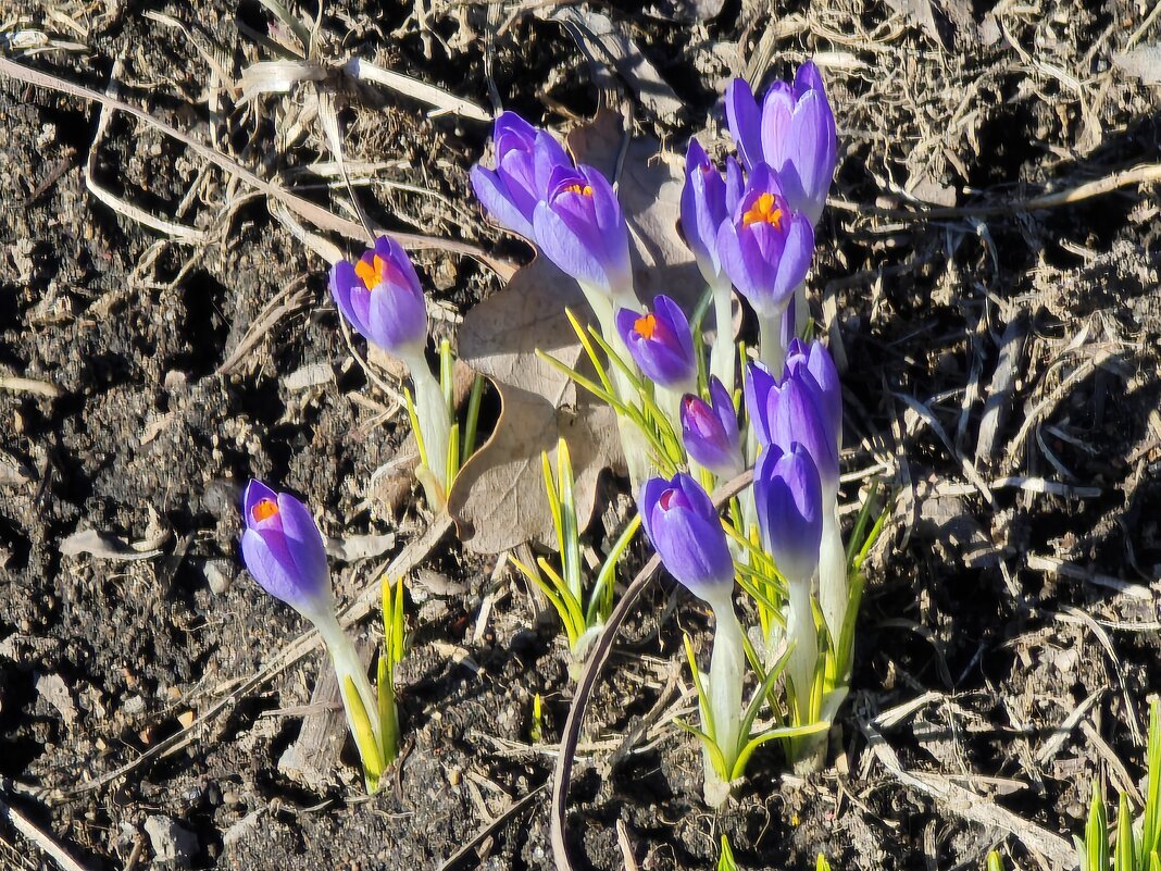 Первые крокусы расцвели в Царицыно - <<< Наташа >>> Первые крокусы расцвели в Царицыно - <<< Наташа >>>