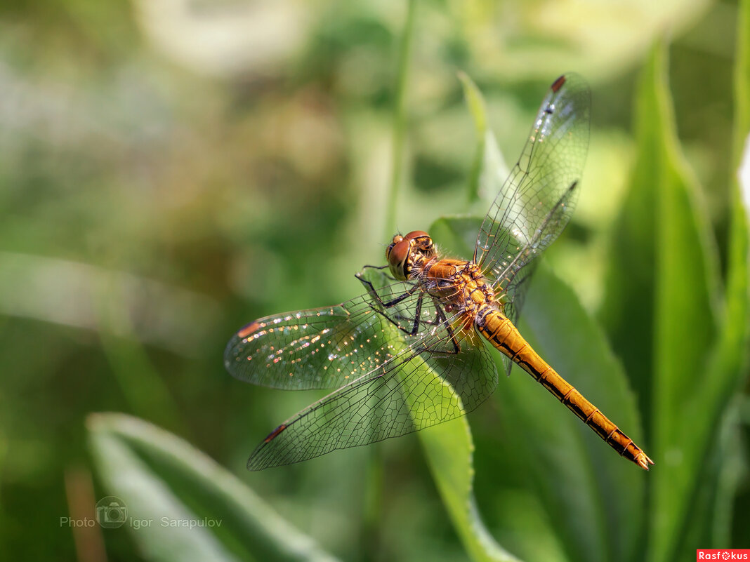 Стрекоза жёлтая - Игорь Сарапулов