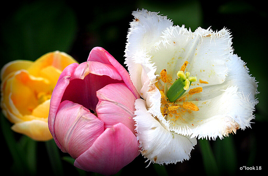 три цвета весны - Олег Лукьянов