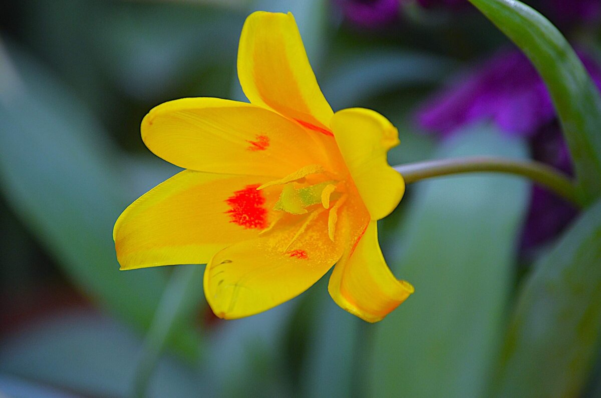 Репетиция весны - Татьяна Тюменка Репетиция весны - Татьяна Тюменка