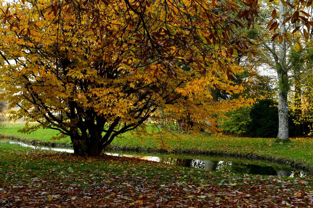 Осенний этюд - Юрий. Шмаков Осенний этюд - Юрий. Шмаков