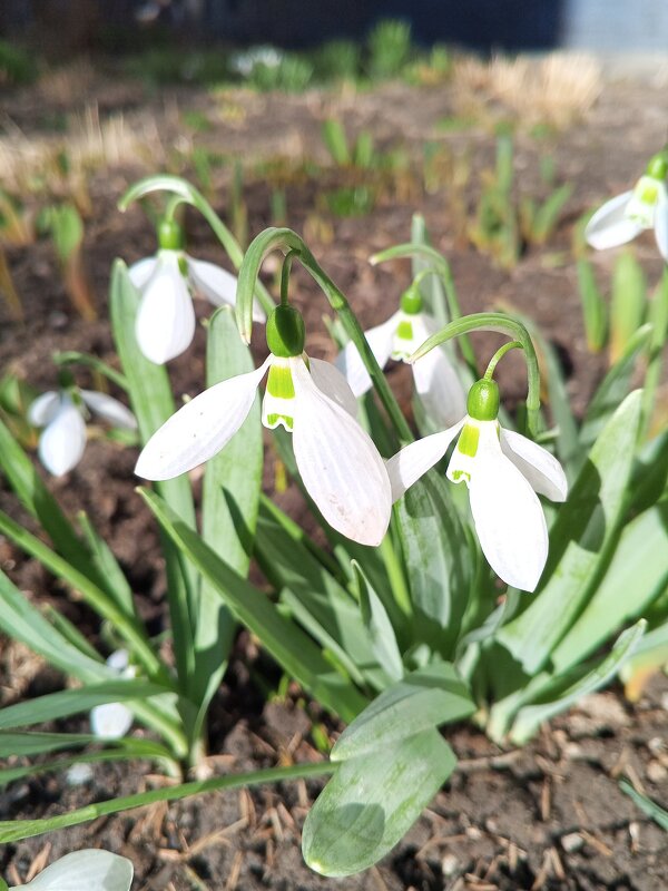 Подснежник - Сапсан 