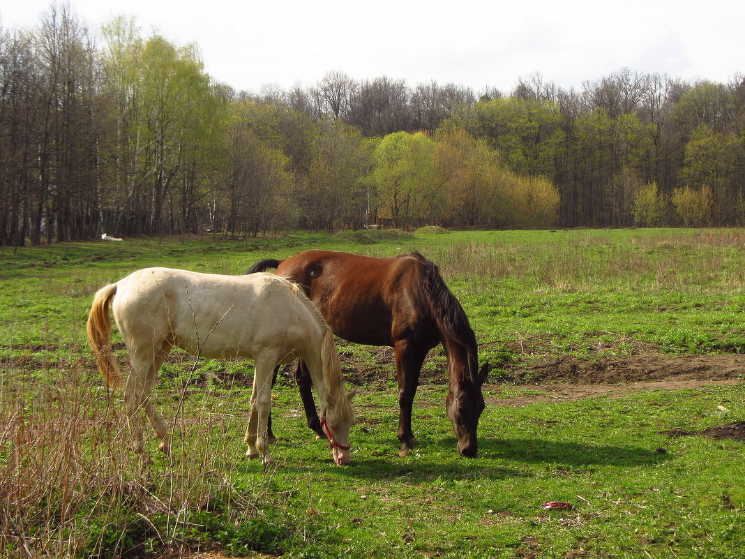 На лугу пасуться ко... всё-таки кони - Андрей Лукьянов