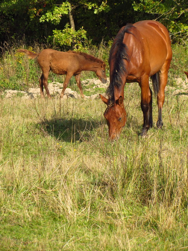 На лугу пасуться ко... всё-таки кони - Андрей Лукьянов На лугу пасуться ко... всё-таки кони - Андрей Лукьянов