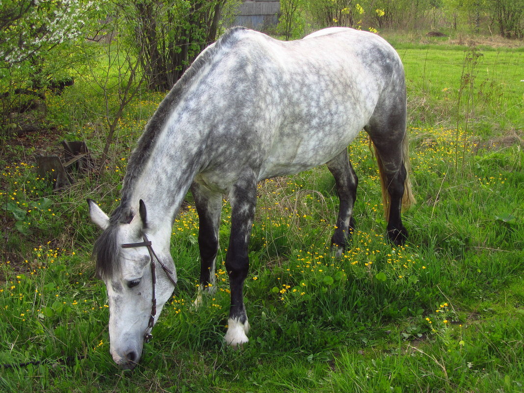 На лугу пасуться ко... всё-таки кони - Андрей Лукьянов На лугу пасуться ко... всё-таки кони - Андрей Лукьянов