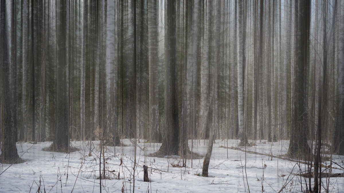 Мистический лес. - Вадим Басов Мистический лес. - Вадим Басов