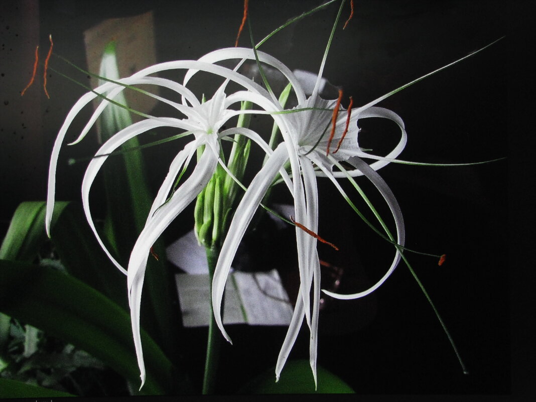 Гименокаллис расцвёл - Людмила Смородинская