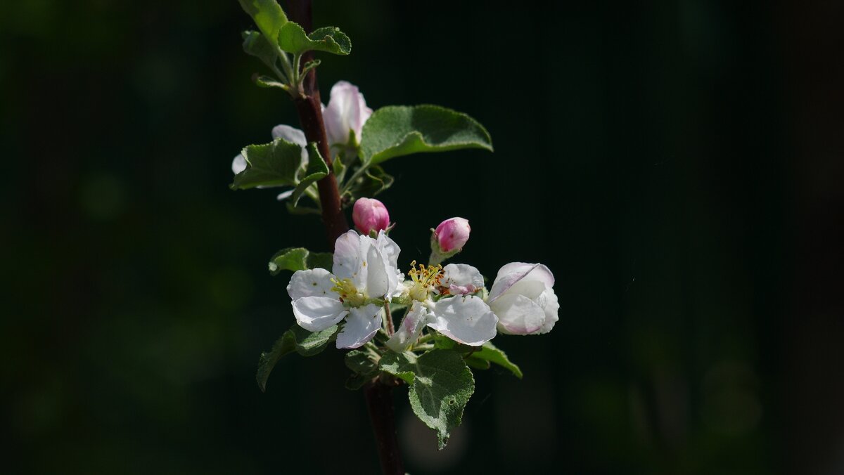Цветение яблони - Сергей Швечков