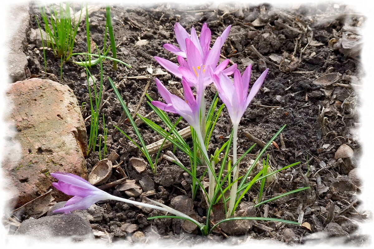 *✓* - Фёдор Меркурьев