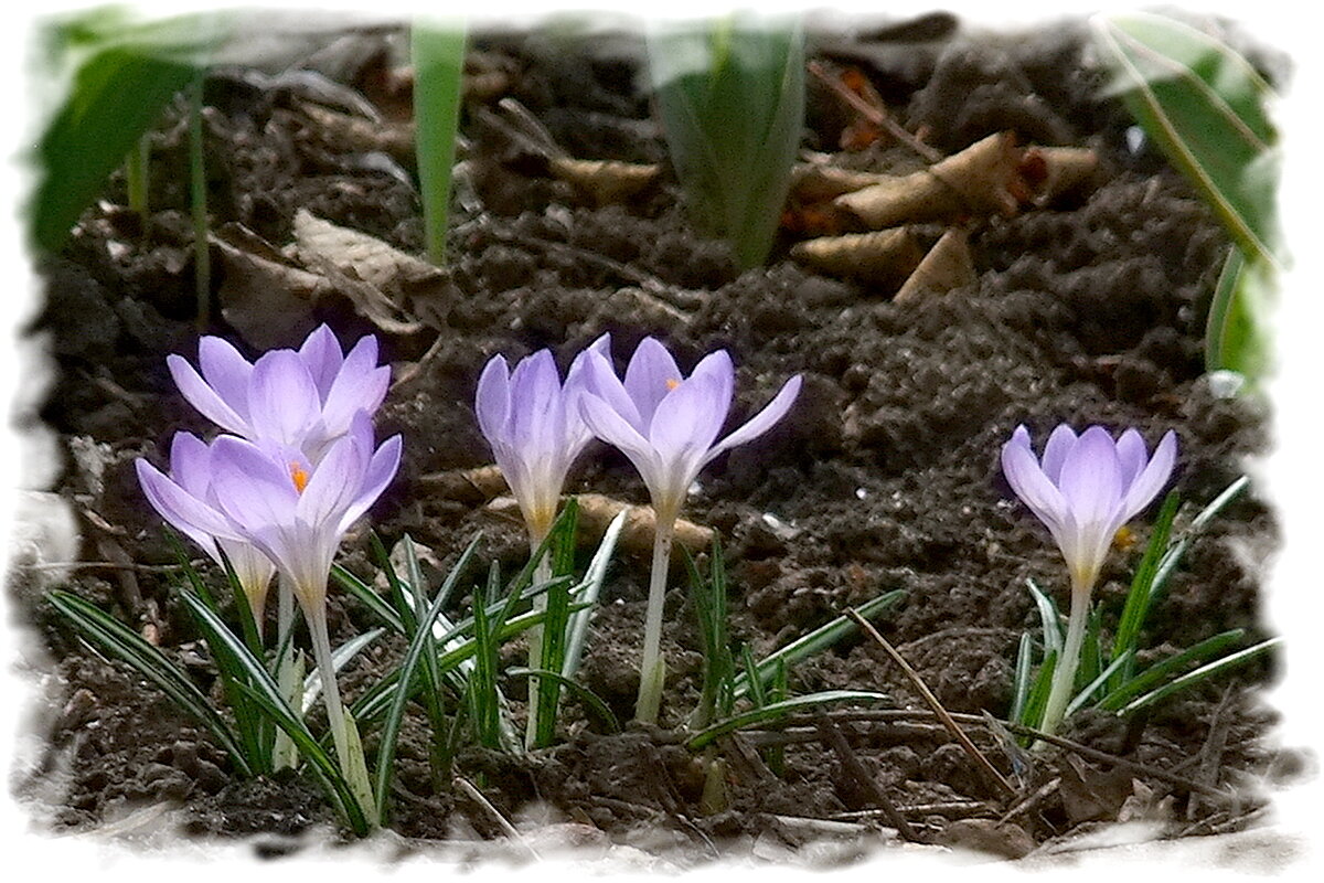 *** - Фёдор Меркурьев *** - Фёдор Меркурьев