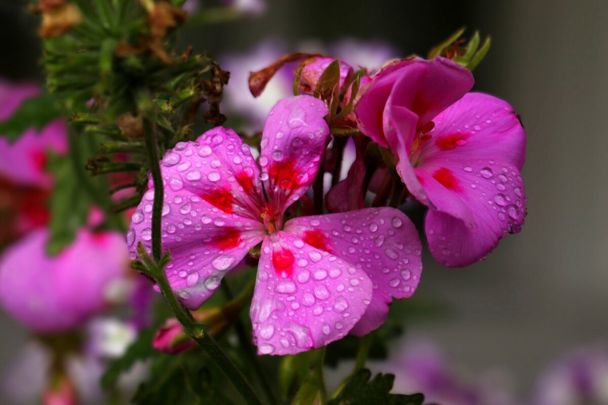 Утренняя герань - Юрий. Шмаков Утренняя герань - Юрий. Шмаков