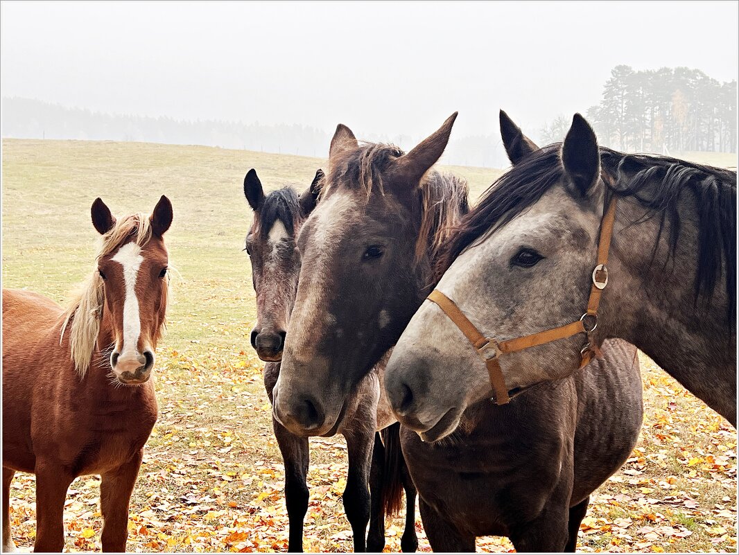 Лошади. - Валерия Комова Лошади. - Валерия Комова
