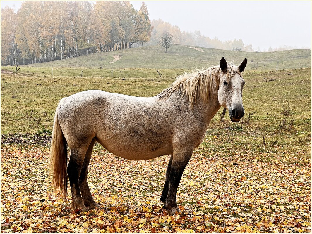 Красотка. - Валерия Комова Красотка. - Валерия Комова