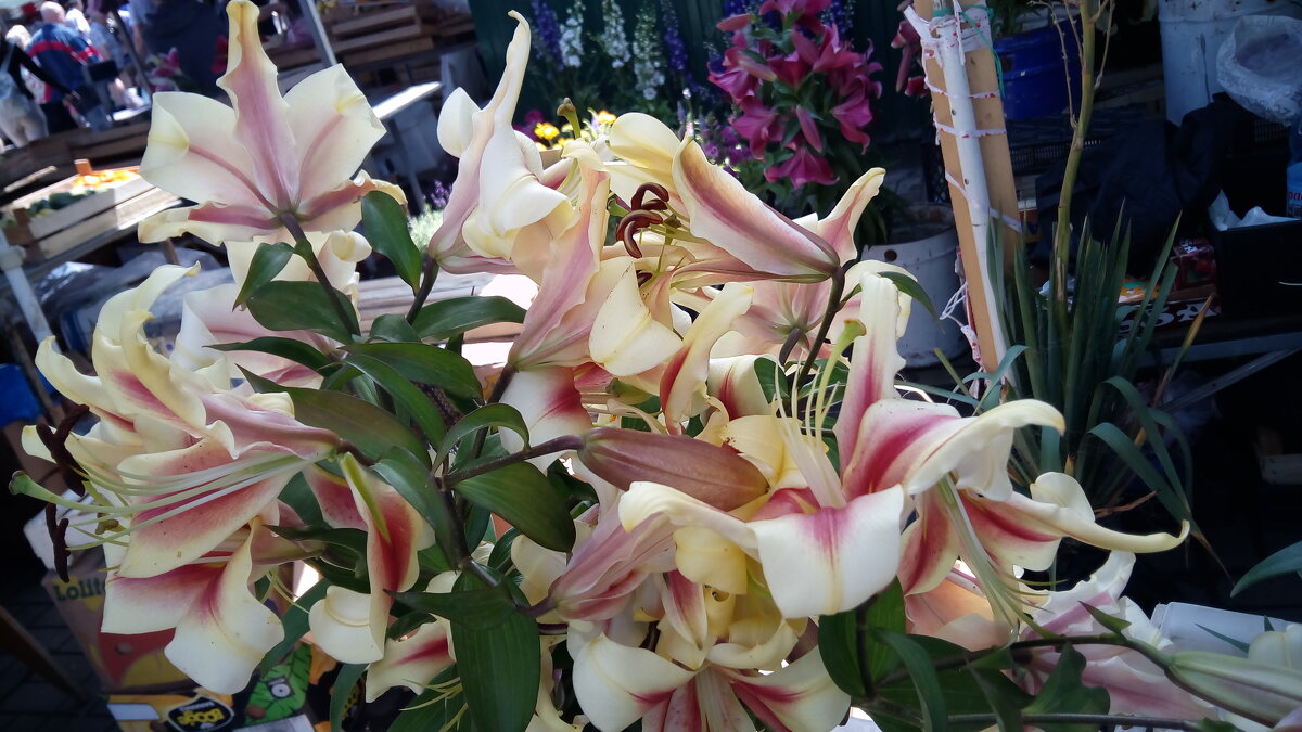 ,,, - Сергей Тимоновский