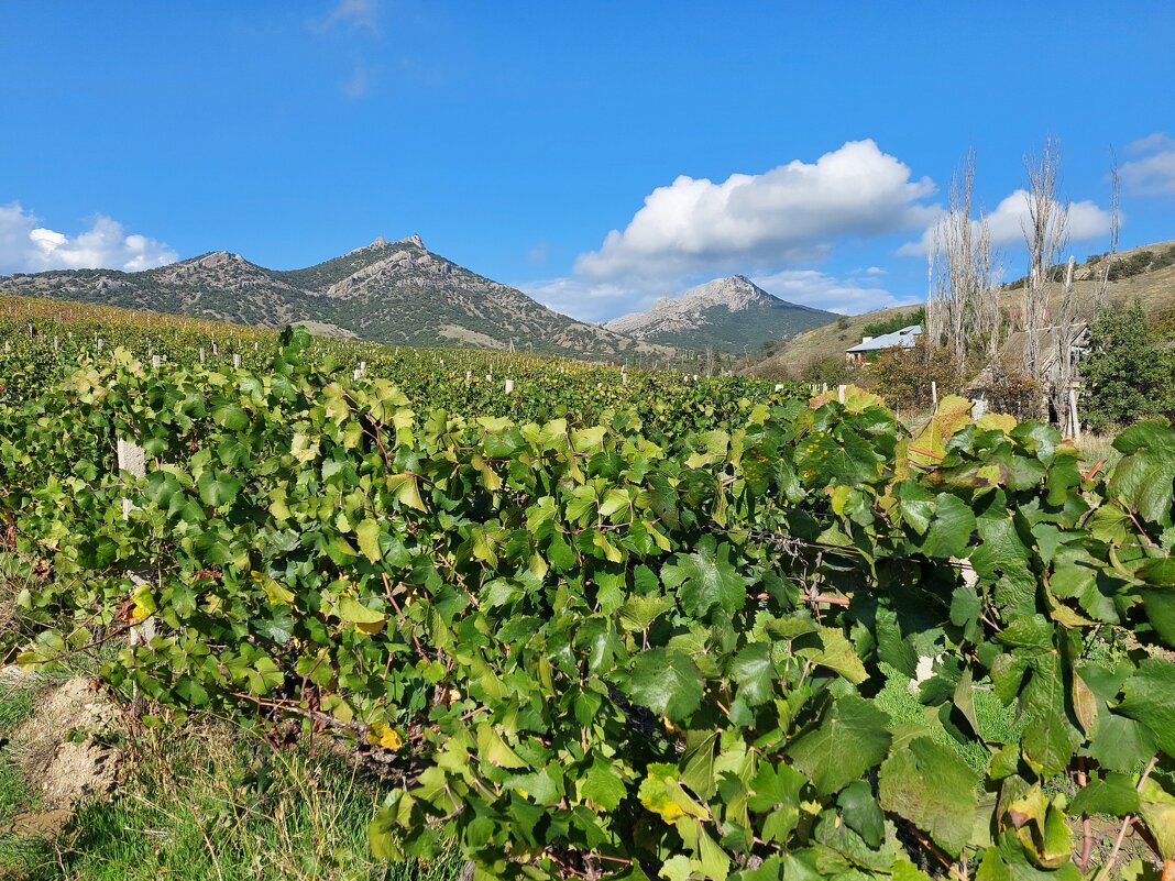 Виноградники Коктебеля - ИРЭН@ . Виноградники Коктебеля - ИРЭН@ .