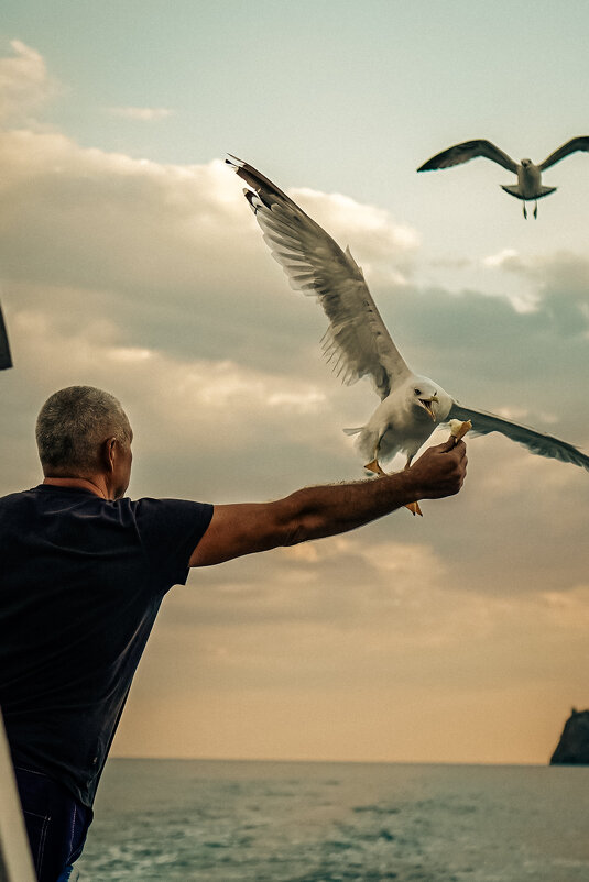 Чайки - Татьяна Аникина