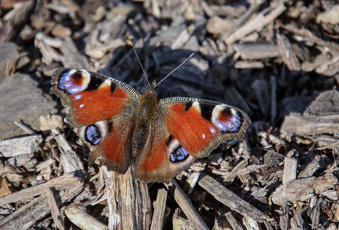 Павлиний глаз - Андроник Александр Павлиний глаз - Андроник Александр