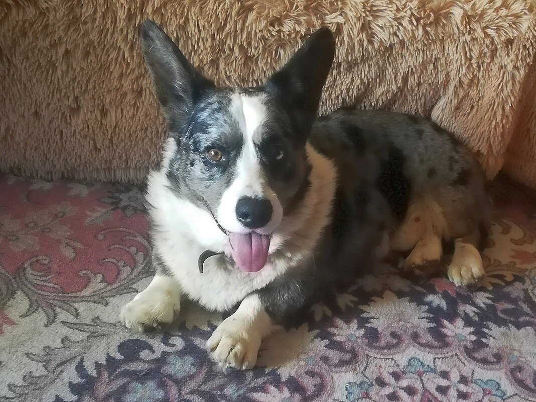 Чак в гостях. - Ольга Довженко