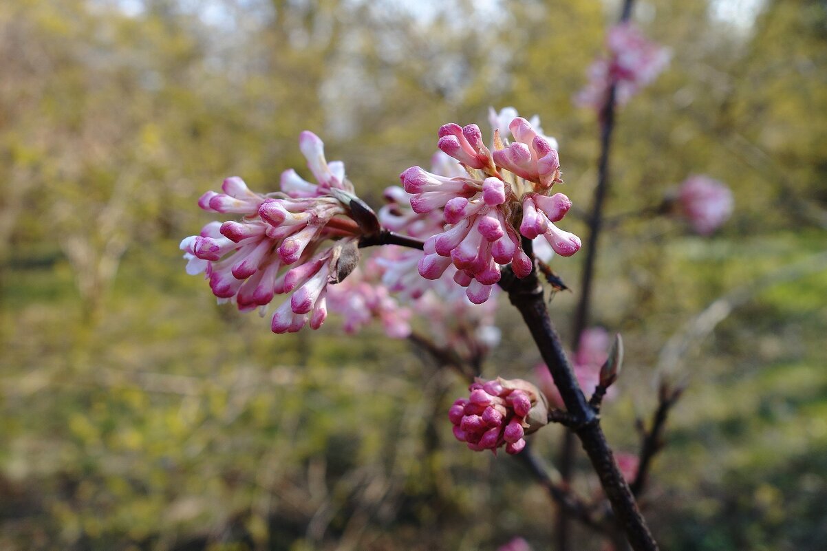 Цветет калина - Рита Симонова