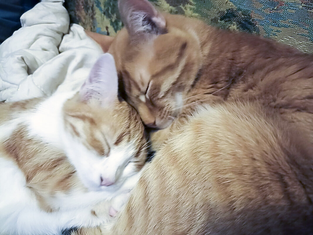 Киси - sorovey Sol