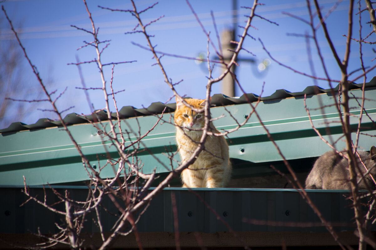 Тише, кот на крыше - Тамара Федорова