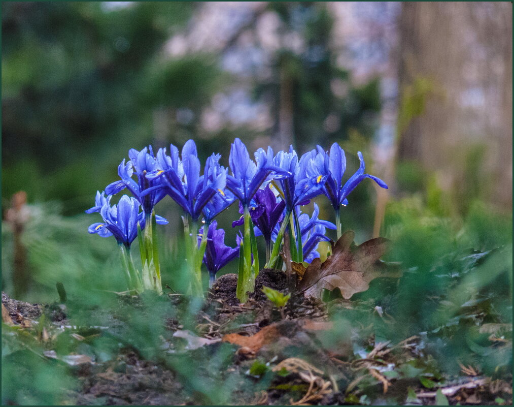Дыхание весны - Наталья Rosenwasser Дыхание весны - Наталья Rosenwasser