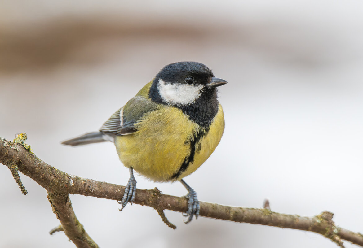 Большая синица - Дарья Меркулова