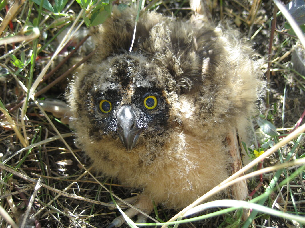 Птенец болотной совы - Anna Ivanova Птенец болотной совы - Anna Ivanova