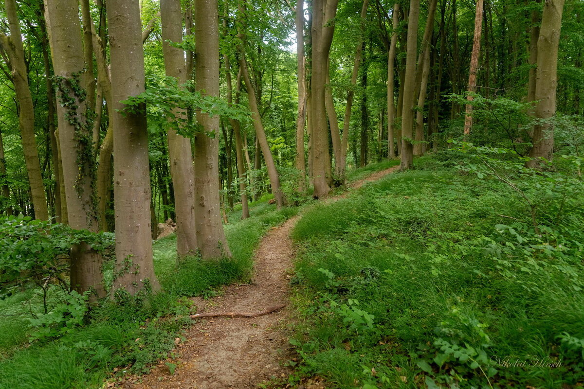 По лиственному лесу... - Николай Гирш По лиственному лесу... - Николай Гирш