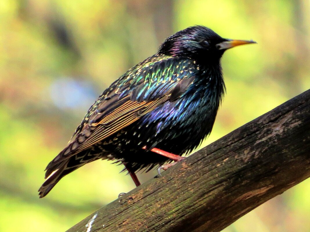 Блистает оперением - Андрей Снегерёв