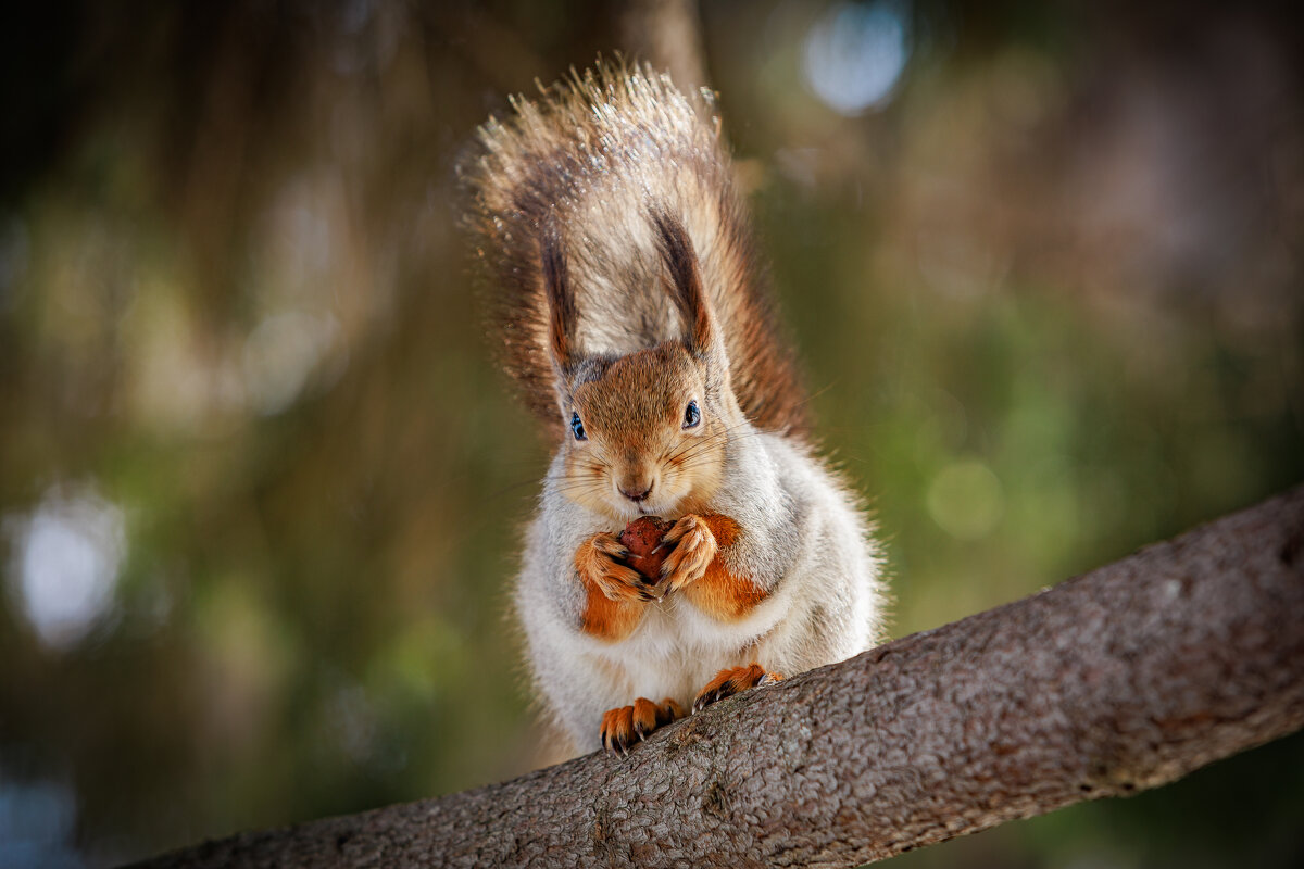 Белочка - Aleksey Zaikin Белочка - Aleksey Zaikin