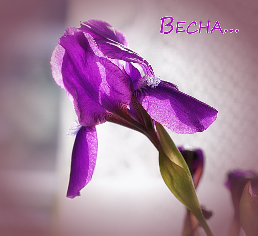 Весна... - Лилия * Весна... - Лилия *