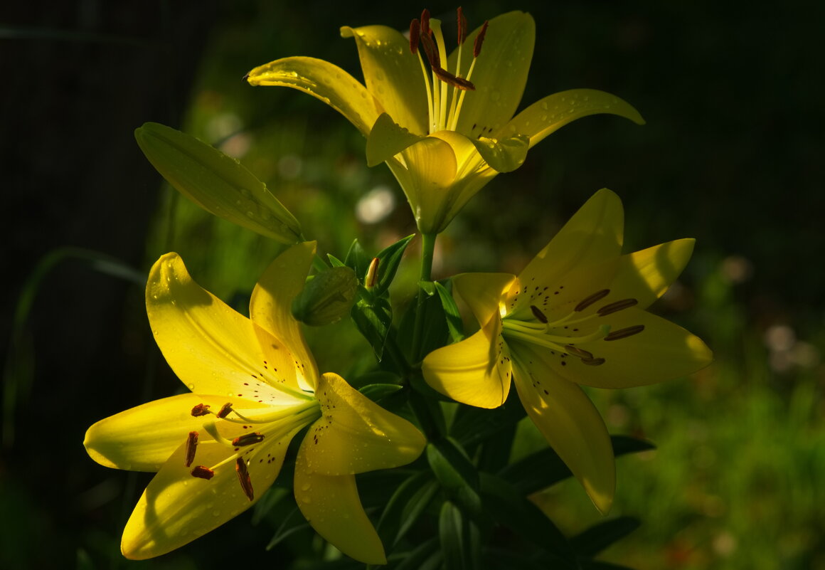 Лилии это роскошь. - Любовь Овсянкина