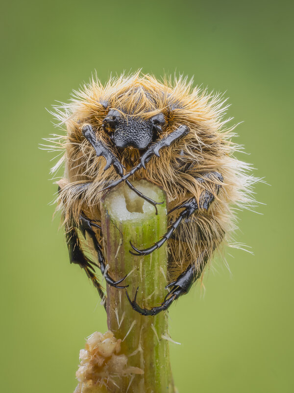 Жук. Бронзовка мохнатая, олёнка, или олёнка мохнатая (Tropinota hirta) - Александр Григорьев Жук. Бронзовка мохнатая, олёнка, или олёнка мохнатая (Tropinota hirta) - Александр Григорьев