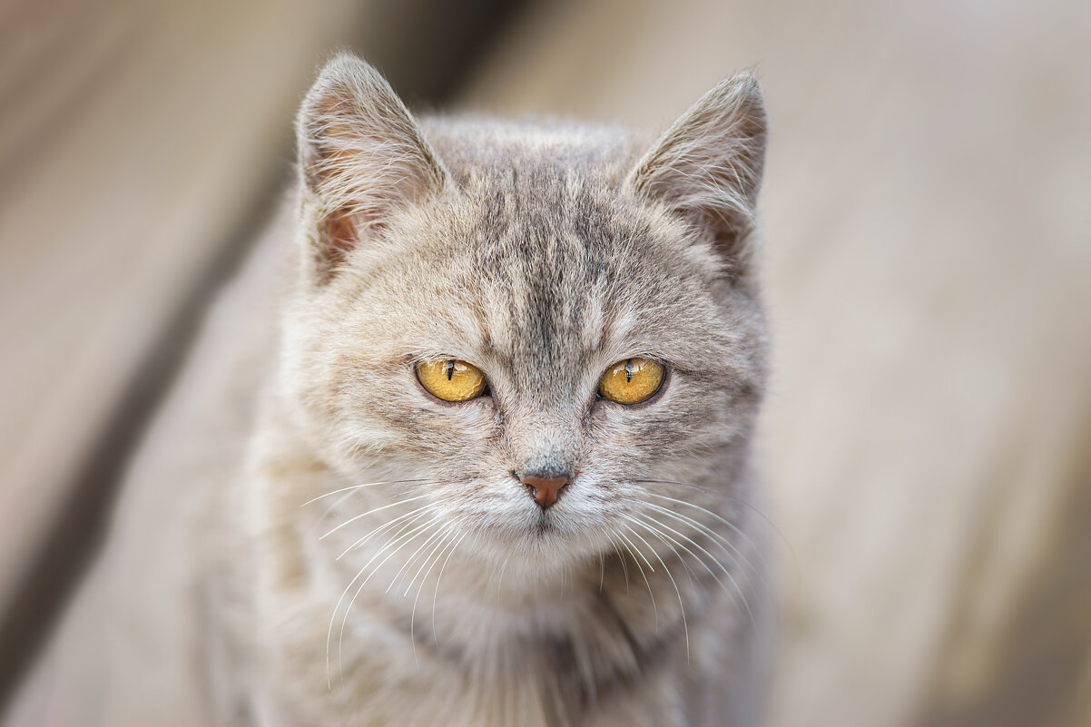 Котёнок - Alex Bush Котёнок - Alex Bush