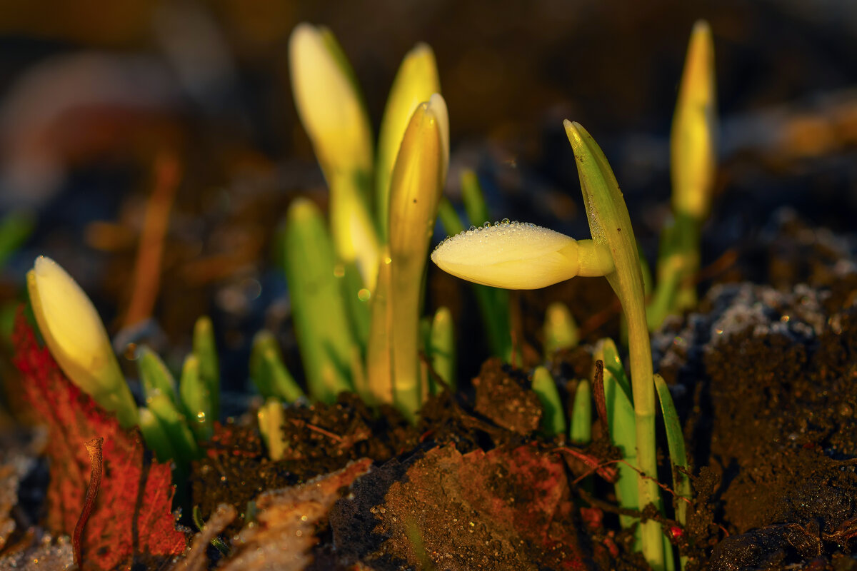 морозным восходом - Виталий Емельянов морозным восходом - Виталий Емельянов