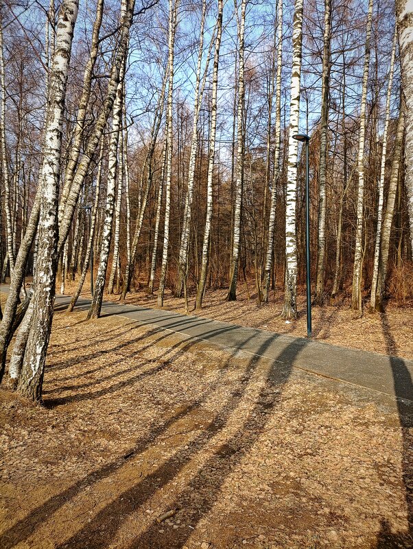 Весенние тени - Елена (ЛенаРа)