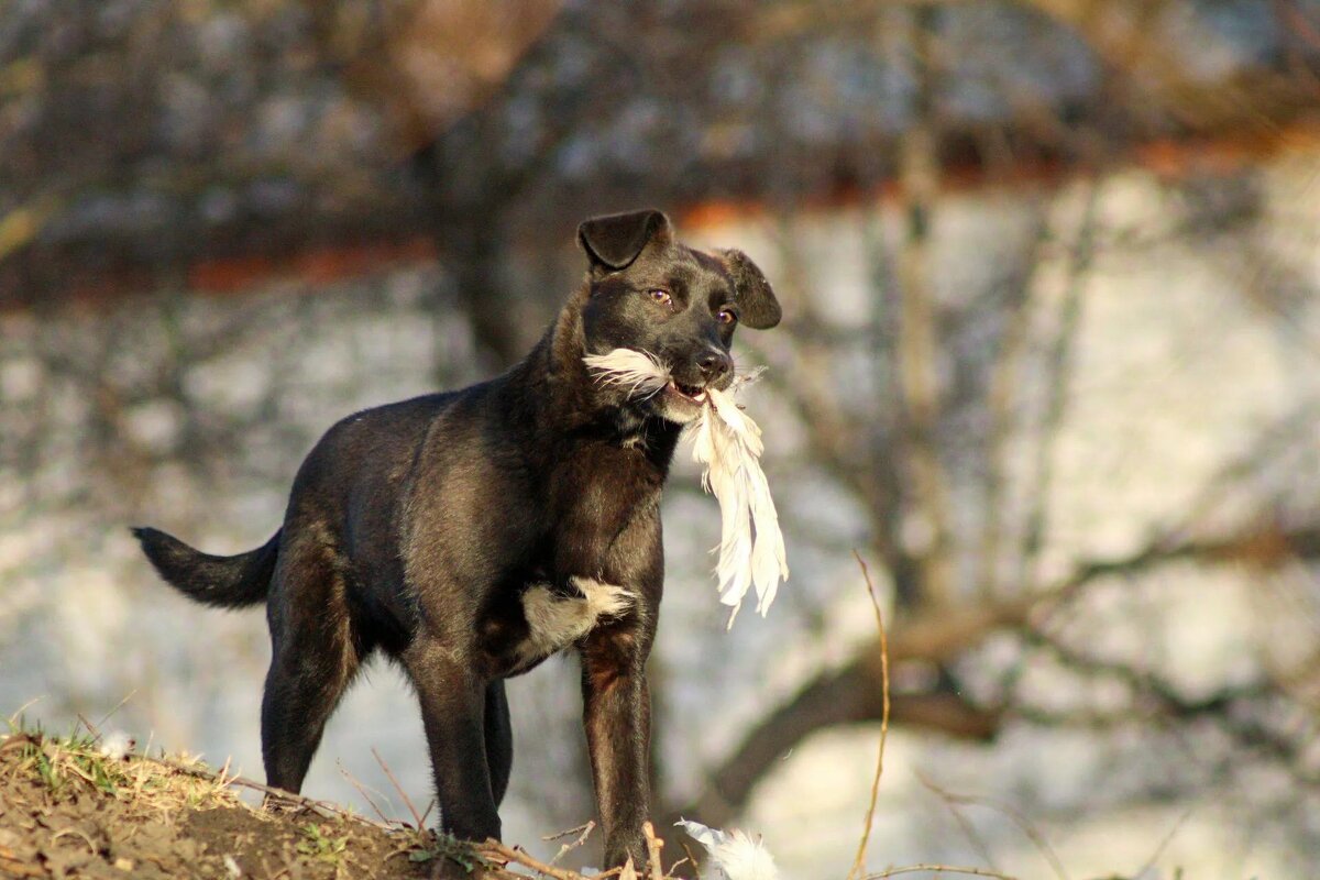 С добычей - Виктория 