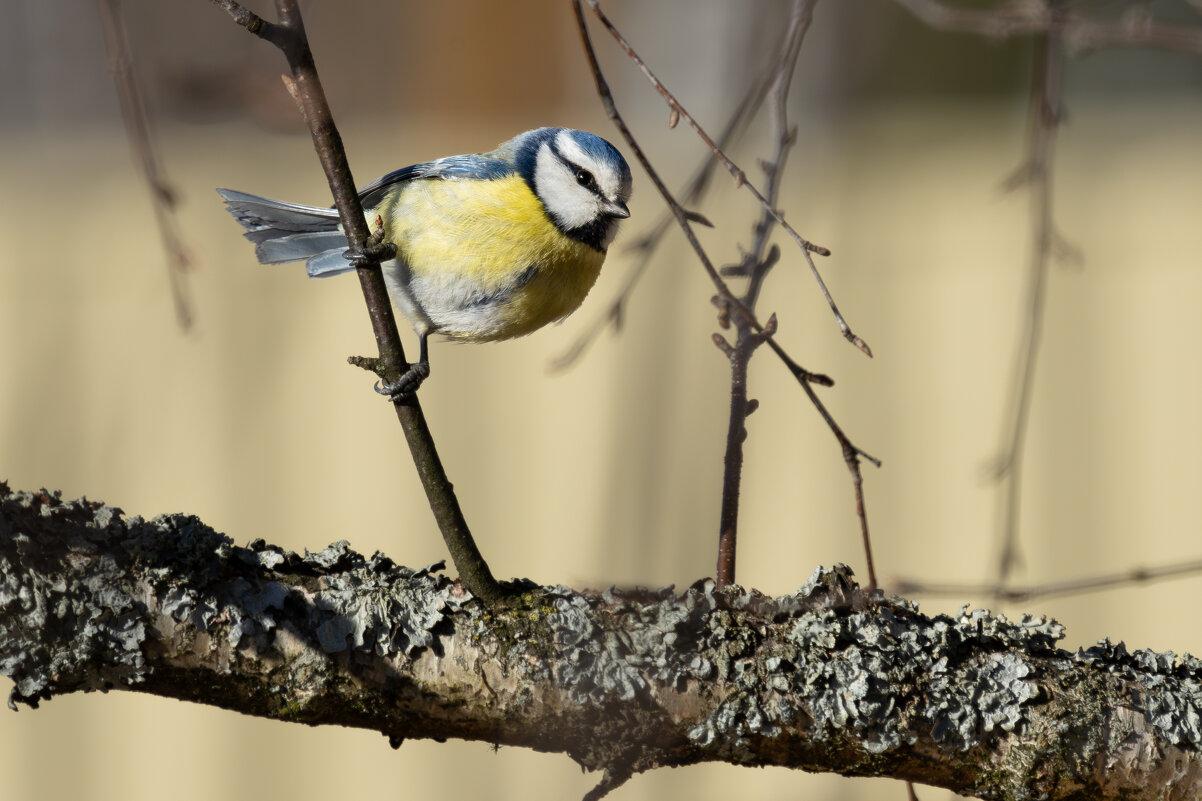 *** - Сергей Брюшинин