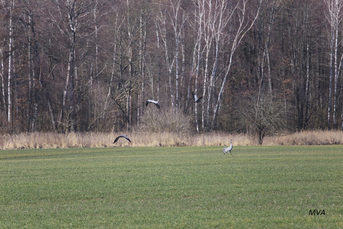 Журавли... - Вячеслав Макушин