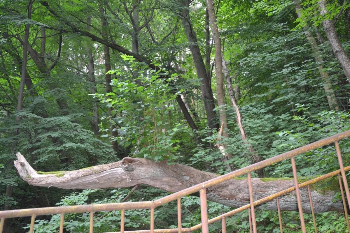 "По улице ходил деревянный крокодил" . Калининград. - Надежда 