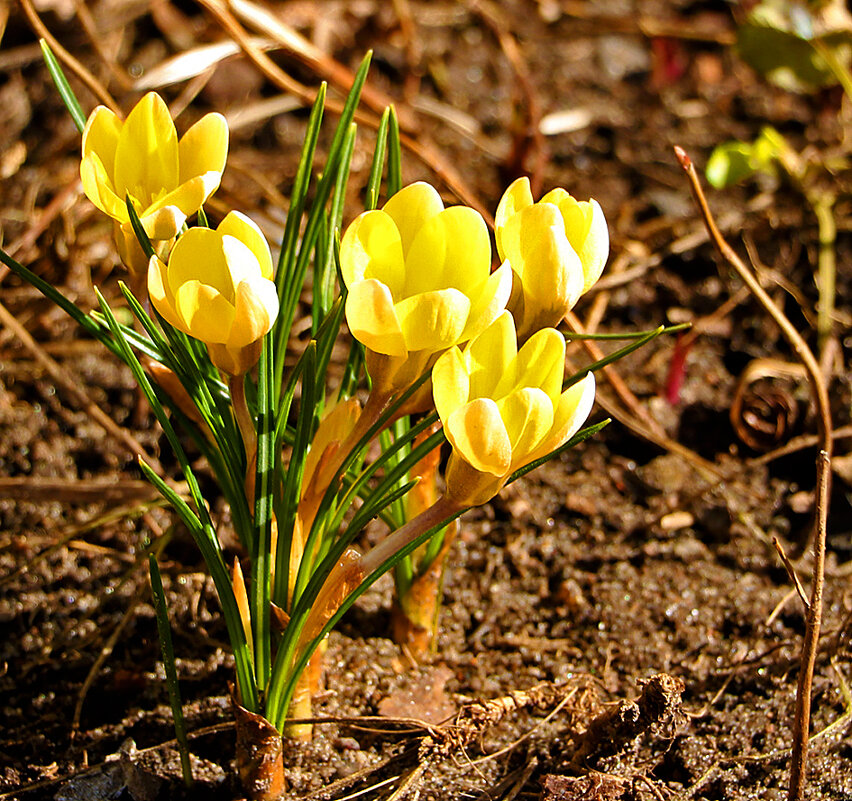 Первые крокусы - Светлана Первые крокусы - Светлана