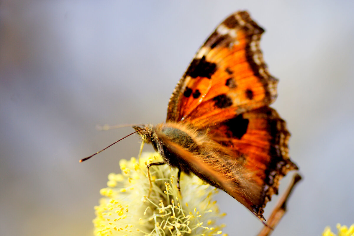 бабочки, снятые 22 марта 4 - Александр Прокудин бабочки, снятые 22 марта 4 - Александр Прокудин
