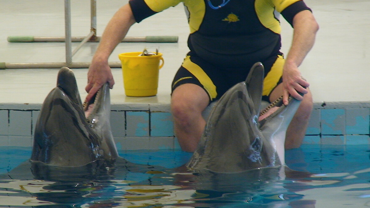 Дрессировщик с дельфинами - Сергей Швечков