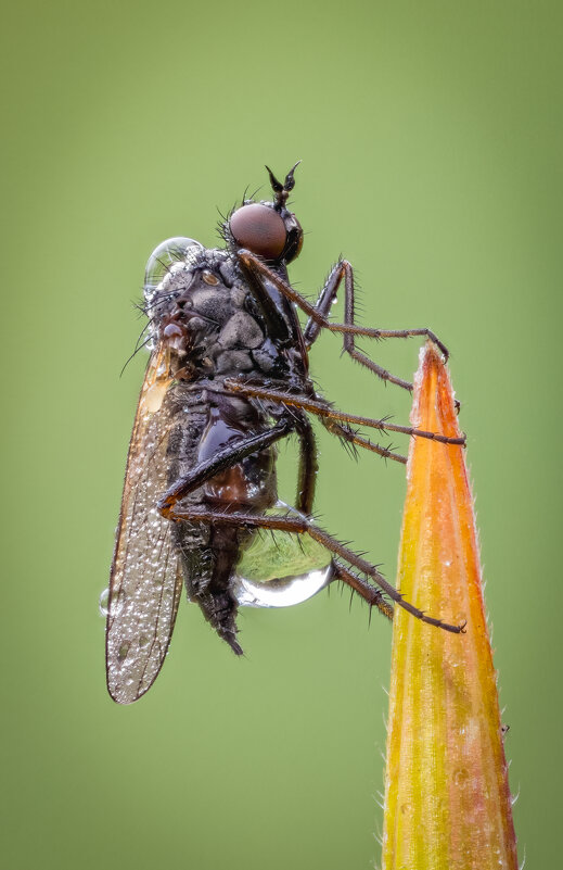 Муха в росе - Александр Григорьев Муха в росе - Александр Григорьев