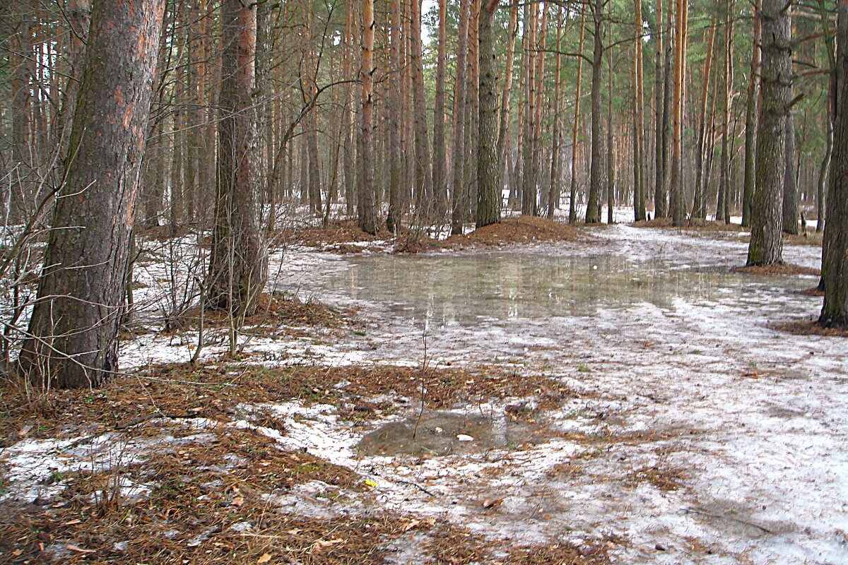 В весеннем лесу... - Olga Oskolkova