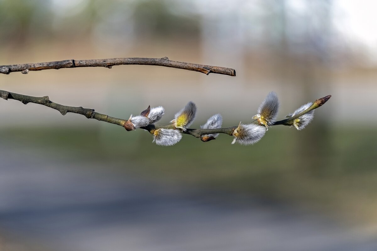 Мартовский этюд - Валерий Иванович