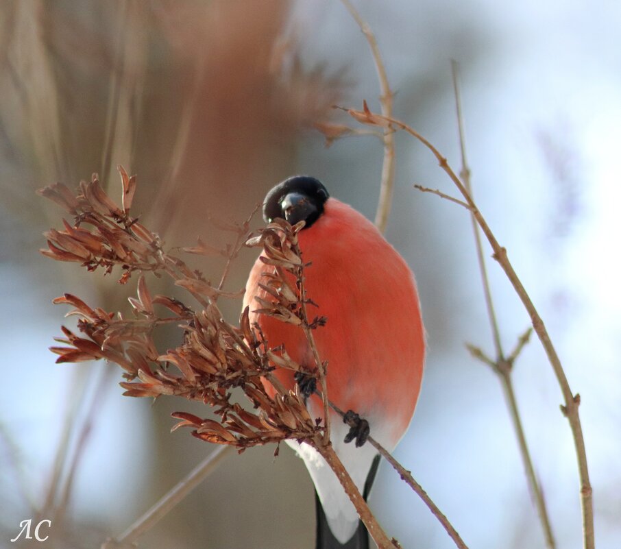Снегирь - Любовь Сахарова Снегирь - Любовь Сахарова