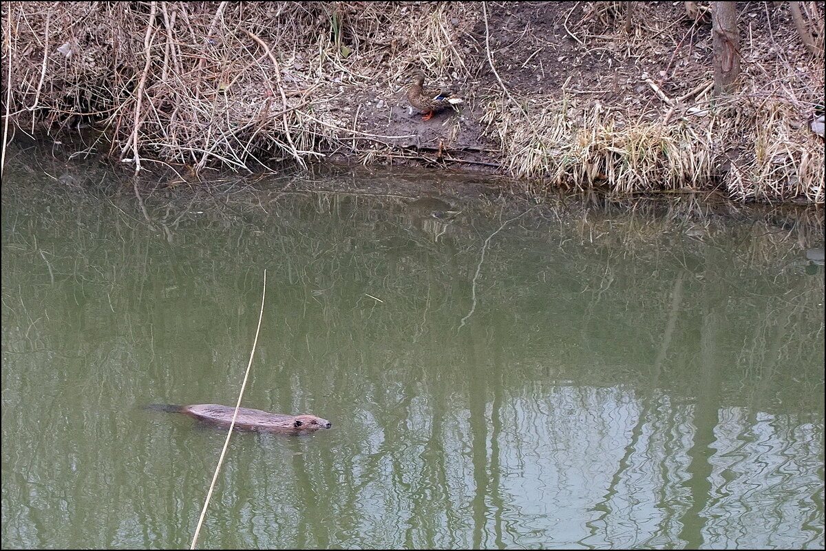 Бобёр в Белгороде - Фёдор Меркурьев